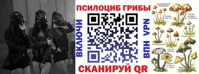 Галлюциногенные грибы Psilocybe  Губкинский 